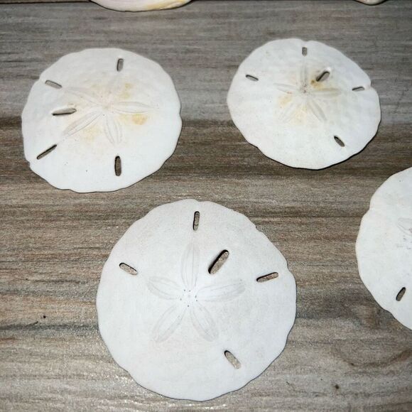 8 Shells Fossil Beach Ocean Sea Reef Fish Tank tank Aquarium decoration Tulip - Picture 6 of 9